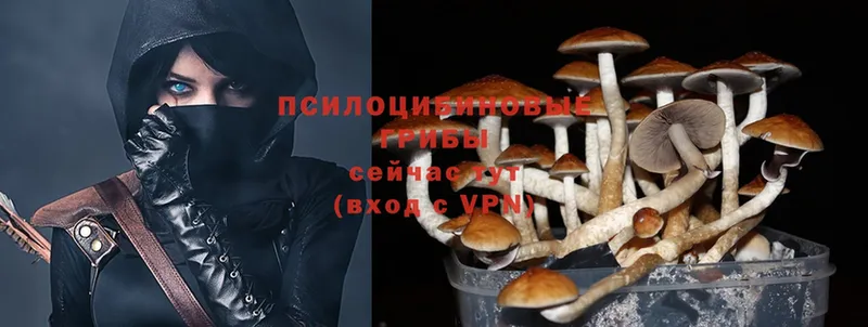 МЕГА как войти  Алатырь  Псилоцибиновые грибы Psilocybe 